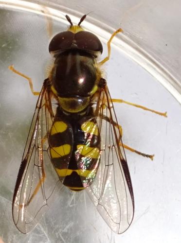 Réf. 357 912 : Dasysyrphus albostriatus